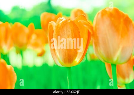 fleurs de tulipe printanière dans le jardin, ambiance romantique et rêveuse, lave luxuriante et couleurs aqua menthe Banque D'Images