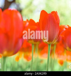fleurs de tulipe printanière dans le jardin, ambiance romantique et rêveuse, lave luxuriante et couleurs aqua menthe Banque D'Images