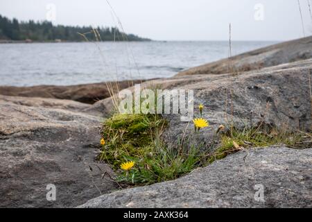 Côté mer rocheuse de Suède. Pierres fleurs jaunes herbe Banque D'Images