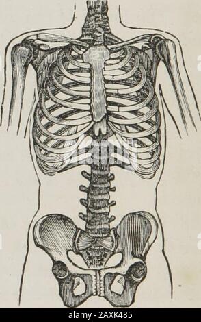 Anatomie humaine et comparative, physiologie et hygiène . oin) os. Q. Comment les os de la colonne vertébrale sont-ils divisés 1232. Chez les animaux inférieurs, comme le lion, nous findons un nombre accru d'os dorsaux. Chez les oiseaux, le nombre d'os du cou augmente et le nombre d'os de la dorsale diminue, alors qu'il n'y a pas de loinbones. Parmi la plupart des reptiles, comme le serpent, il n'y a pas * Utiliser les côtes et les os rachidiens des animaux pour illustrer les os du tronc, en relation avec les diagrammes de contour et le tableau noir. I)G ANATOMIE, PHYSIOLOGIE ET HYGIÈNE. Les os du cou ou de la loine, alors que les os dorsaux Banque D'Images