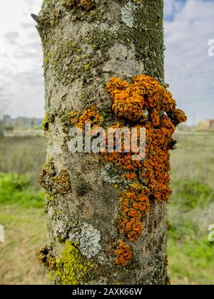 Tronc d'arbre avec mousses et lichens Banque D'Images