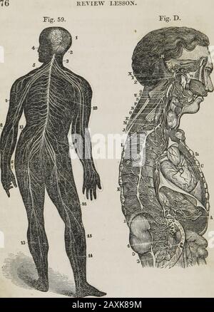 Anatomie humaine et comparative, physiologie et hygiène . la racine antérieure du nerf est alors malade. Q. quel effet a la maladie sur les racines des nerfs rachidiens* Remarque. — Dans la cavité inférieure du corps, (^ 20.)de chaque côté de la colonne vertébrale, se trouvent de petites masses de matière nerveuse, appelées ganglions. Theseare connectés les uns avec les autres et avec les nerfs spinaux.Ils envoient également des multitudes de fils minute aux vaisseaux sanguins de chaque partie du corps. Il s'agit du nerf thétique gan-gli-onic ou sym-pa (Fig. D, p. 70.; Q. quel nerf est nommé dans la remarque Décrivez-le. RÉVISION Banque D'Images