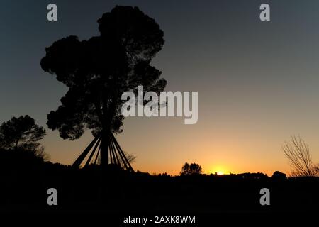 Grand rétro-éclairage en pin au coucher du soleil, Collserola Banque D'Images