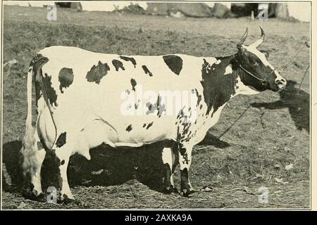 Ayrshire année livre . 2 Appartenant à John Sherwin, Wil-loughby, Ohio. 28334 Molly de Bell Farm 2 d, 742 9,837 367,35 432 3,73 Appartenant à Chas. J. Bell, Hollis, N. H. 30574 Imp. Lessnessock Nell, 661 9,823 375,70 442 3,83 Appartenant à P. Eyan, Brewster, N. Y. 25843 Maggie de Hillview, 560 9,816 371,57 438 3,79 Appartenant à Hart Wallace, Shelby-ville, Ky. 23997 Madonna Lass 4, 234 9,786 428,77 504 4,39 Propriété de Hill Top Farm, Wheel-ing, W. Virginie 28738 Flossie of South Farm, 845 9,785 382,61 450 3,91 Propriété de John Sherwin, Wil-loughby, Ohio. 27715 Bessie Bell De South Farm, 591 9,763 394,78 464 4,04 Appartenant À John Banque D'Images