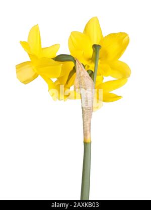 Vue arrière de la tige avec quatre fleurs jaunes d'un cultivar hybride de triandrus de Narcisse isolé sur un fond blanc Banque D'Images