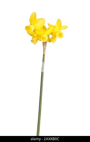 Tige avec quatre fleurs jaunes d'un cultivar hybride Narcisse triandrus daffodil isolé sur un fond blanc Banque D'Images