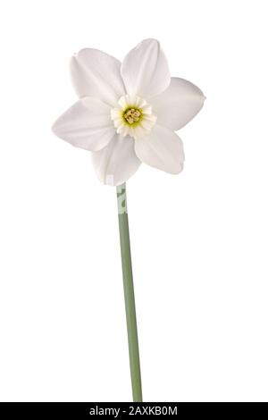 Fleur unique et tige du daffodil cultivar d'émeraude de petite tasse à oei vert isolé sur un fond blanc Banque D'Images