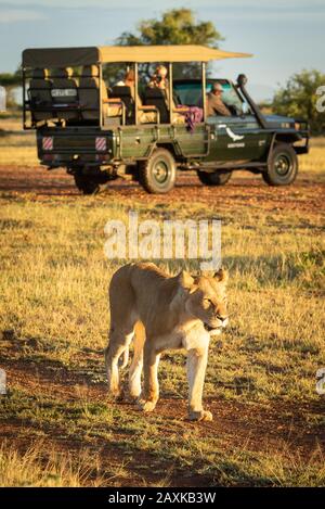 Lioness passe devant le camion sur la piste de terre Banque D'Images