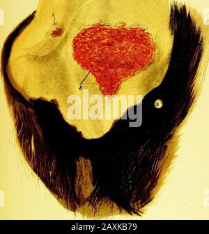 Un guide pratique pour l'inspection de la viande . Fio. 44.—Septum Nasi Glanders (Aigu). 1. Petit ulcère. 2. Gros ulcère. ^ 3. Ouverture du conduit lacrymal. Banque D'Images
