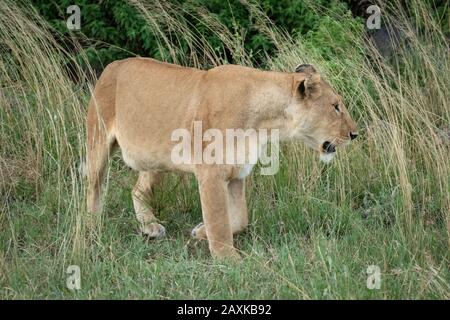 Lioness marche à travers l'herbe longue près des buissons Banque D'Images