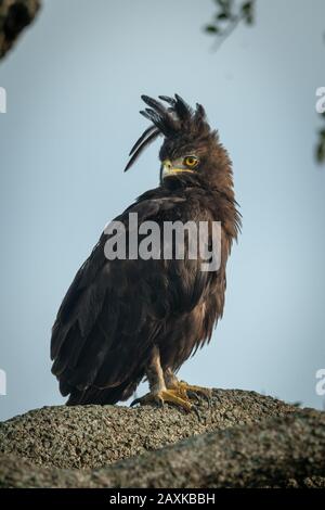 Aigle à longue crevée perché sur la branche avec un feu de catchlight Banque D'Images