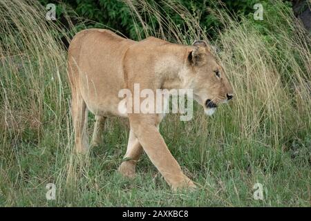 Lioness marche à travers l'herbe longue par les buissons Banque D'Images