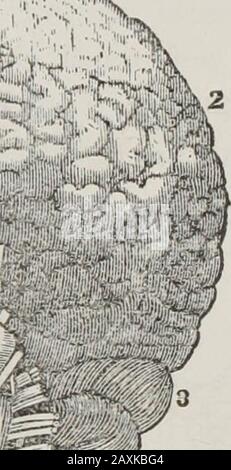 Anatomie humaine et comparative, physiologie et hygiène . Fig. R&gt;2. Vue arrière du cerveau. 1. Le grand cerveau, couvert de ses membranes. 2. Le cerveau sans les membranes, présentant des théirirrégularités. 3, 4. Le petit cerveau. 5. La moelle épinière. 6. La fis-sure entre les deux côtés. 156. Le cervelet est placé sur la partie inférieure et arrière du crâne. Il est plus petit que le cerebrum et a une surface lisse. (Fig. 51, 52.) Q. Où est situé le cervelet ? Décrivez-le. 157. Le cerveau, grand et petit, est divisé en côtés intotwo, ou hémisphères. L'ensemble est entouré de bymembrane Banque D'Images