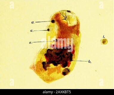 Un guide pratique pour l'inspection de la viande . Flo. 41,—surface externe de l'oreille de porc, montrant une stase passive caractéristique et une extravasation dans la fièvre porcine. Fio. 46.—valvule Ileo-coecal de Young Pig, montrant plusieurs follicules bouchés, A, (1, a., et un ulcère superficiel discret à la base, 6. 1. Une fiche mâle détachée. Banque D'Images