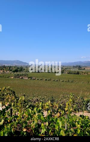 Vinification dans le comté de Sonoma, Californie, États-Unis Banque D'Images