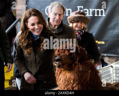 La duchesse de Cambridge frappe une alpaga lors d'une visite à l'Ark Open Farm, à Newtownards, près de Belfast, où elle a rencontré les parents et les grands-parents pour discuter de leur expérience de la collecte de jeunes enfants pour son enquête sur la petite enfance. Banque D'Images