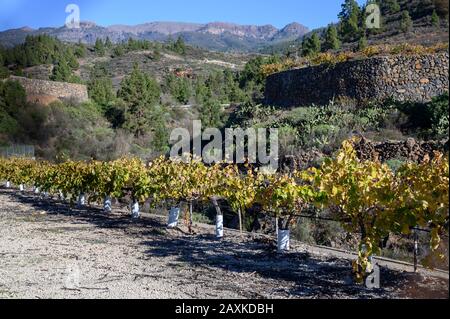 Paysage d'hiver ensoleillé avec vue sur les vignes mitoyennes situé sur les pistes de montagnes près de la ville de Vilaflor, région viticole d'Abona sur l'île de Tenerife Banque D'Images