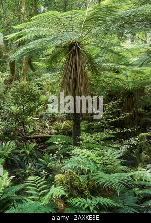 Forêt Tropicale, Parc National Te Urewera, Hawke'S Bay, Île Du Nord, Nouvelle-Zélande, Océanie Banque D'Images