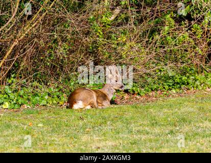 Faune urbaine: Un cerf de Virginie (Capreolus capranolus) avec des bois de velours bénéficie de la chaleur du soleil d'hiver lors d'une journée ensoleillée dans un jardin à Surrey, au Royaume-Uni Banque D'Images