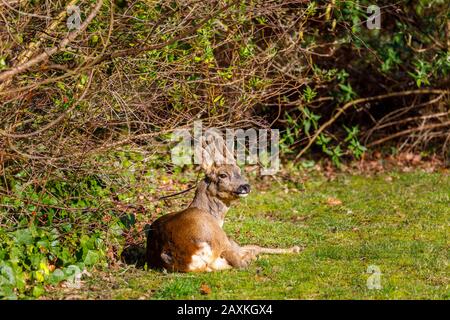 Faune urbaine: Un cerf de Virginie (Capreolus capranolus) avec des bois de velours bénéficie de la chaleur du soleil d'hiver lors d'une journée ensoleillée dans un jardin à Surrey, au Royaume-Uni Banque D'Images