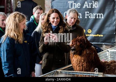 La duchesse de Cambridge frappe une alpaga lors d'une visite à l'Ark Open Farm, à Newtownards, près de Belfast, où elle a rencontré les parents et les grands-parents pour discuter de leur expérience de la collecte de jeunes enfants pour son enquête sur la petite enfance. Photo PA. Date De L'Image: Mercredi 12 Février 2020. Voir l'histoire de PA ROYAL Kate. Crédit photo devrait lire: Liam McBurney/PA Wire Banque D'Images