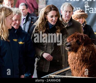 La duchesse de Cambridge frappe une alpaga lors d'une visite à l'Ark Open Farm, à Newtownards, près de Belfast, où elle a rencontré les parents et les grands-parents pour discuter de leur expérience de la collecte de jeunes enfants pour son enquête sur la petite enfance. Photo PA. Date De L'Image: Mercredi 12 Février 2020. Voir l'histoire de PA ROYAL Kate. Crédit photo devrait lire: Liam McBurney/PA Wire Banque D'Images