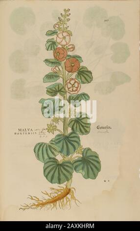 Mauve XVIe siècle, aquarelle, peint à la main, gravure botanique de Leonhart Fuchs livre d'herbes: De Historia Stirpium Commentarii Insigne Banque D'Images