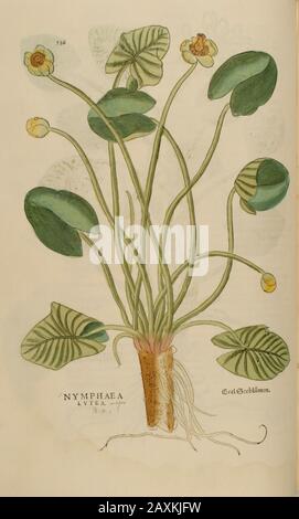 Nymphée, XVIe siècle, aquarelle, peinture à la main imprimé botanique de Leonhart Fuchs livre d'herbes: De Historia Stirpium Commentarii Insig Banque D'Images