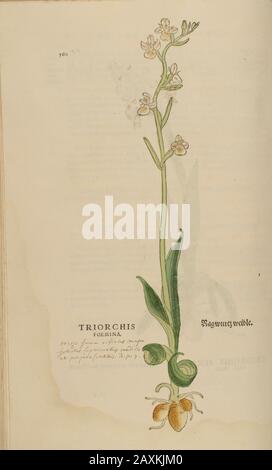 Orchid XVIe siècle, aquarelle, peinture à la main, gravure botanique de Leonhart Fuchs livre d'herbes: De Historia Stirpium Commentarii Insigne Banque D'Images
