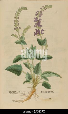 XVIe siècle, aquarelle, peinture à la main gravure botanique imprimé de Leonhart Fuchs livre d'herbes: De Historia Stirpium Commentarii insignes Publis Banque D'Images