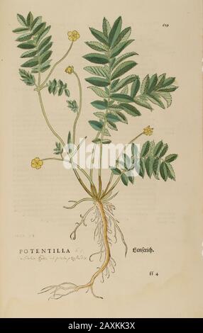 XVIe siècle, aquarelle, peinture à la main gravure botanique imprimé de Leonhart Fuchs livre d'herbes: De Historia Stirpium Commentarii insignes Publis Banque D'Images