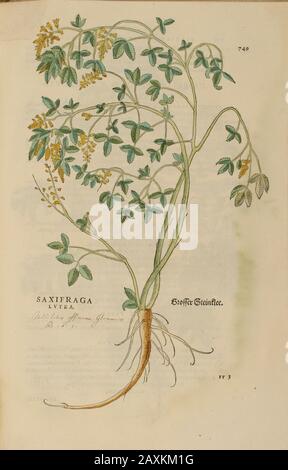 XVIe siècle, aquarelle, peinture à la main gravure botanique imprimé de Leonhart Fuchs livre d'herbes: De Historia Stirpium Commentarii insignes Publis Banque D'Images