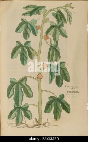 Ficus, XVIe siècle, aquarelle, peint à la main, gravure botanique de Leonhart Fuchs livre d'herbes: De Historia Stirpium Commentarii Insigne Banque D'Images