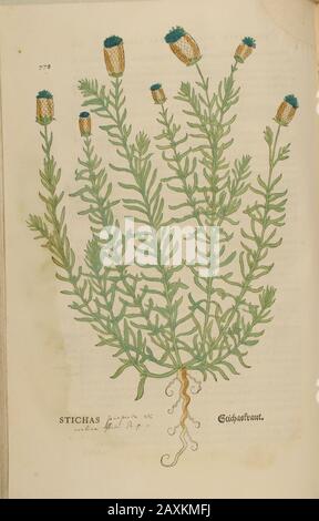 Stichas, XVIe siècle, aquarelle, peint à la main, gravure botanique de Leonhart Fuchs livre d'herbes: De Historia Stirpium Commentarii Insign Banque D'Images