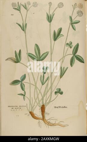 XVIe siècle, aquarelle, peinture à la main gravure botanique imprimé de Leonhart Fuchs livre d'herbes: De Historia Stirpium Commentarii insignes Publis Banque D'Images