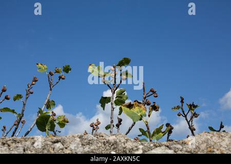 Figues séchées dans un jardin sur cres, Croatie Banque D'Images