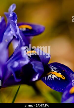 Détails de quelques minuscules nénuphars bleus fleuris au début du printemps Banque D'Images