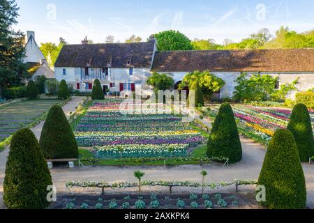 France, Indre et Loire, Vallée de la Loire classée au patrimoine mondial par l'UNESCO, Chenonceaux, Parc et Jardins du Château de Chenonceau, tulipes dans le voile fleuri Banque D'Images