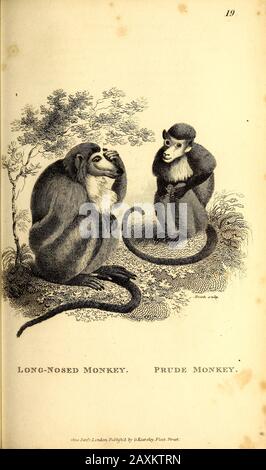 Monly à long nez (à gauche) singe de prude (à droite) de la zoologie générale, ou, histoire naturelle systématique partie I, par Shaw, George, Banque D'Images