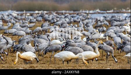 Grues et Whooper naissent dans un grand troupeau au printemps sur un lac Banque D'Images