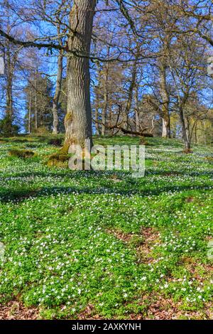 Anémone des bois fleur sur une prairie dans un parc Banque D'Images