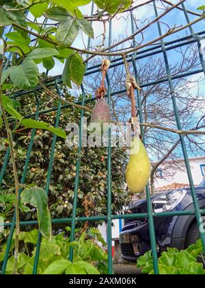 Tomates passionfruit sur clôture de jardin avec ciel ensoleillé, Santana, Madère, Portugal, Union européenne Banque D'Images