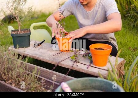 Homme hispanique plantant une usine de basilic en pot chez lui Banque D'Images