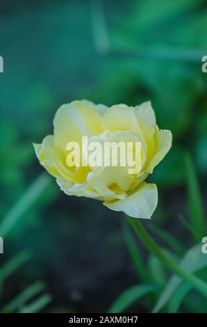 Tacoma, mont tulipe blanc pur dans le jardin. Tulipes blanches fleur dans le jardin arrière-plan Banque D'Images