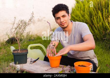 Homme hispanique plantant une usine de basilic en pot chez lui Banque D'Images