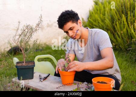 Homme hispanique plantant une usine de basilic en pot chez lui Banque D'Images