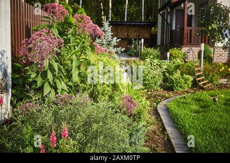 Eupatorium cannabine inflorescences de la tête dans le jardin avec aménagement paysager et herbe verte Banque D'Images