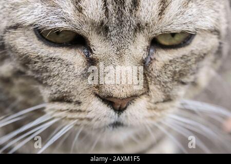 Portrait d'un chat de rue gris gros plan Banque D'Images