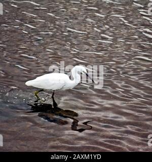 Little Egret À La Réserve Du Marais Pitchwell De La Rspb, Norfolk Banque D'Images