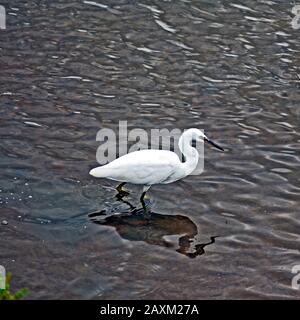 Little Egret À La Réserve Du Marais Pitchwell De La Rspb, Norfolk Banque D'Images